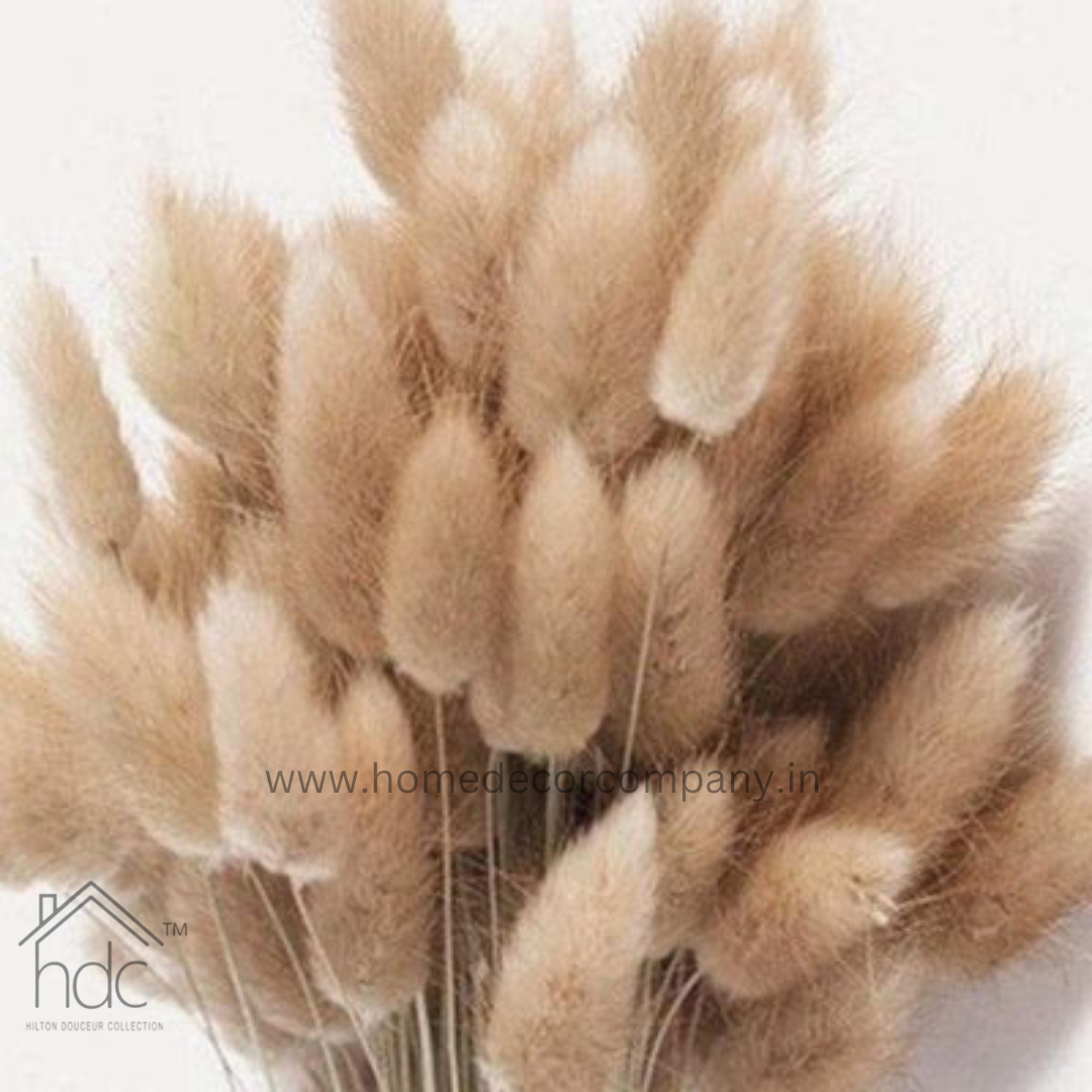 Hdc Naturally Dried Bunny Tail Flower Decor Bunch (Brown)